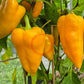 Golden Calf DER TOMATENFLÜSTERER
