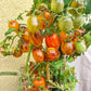 Golden Hour MD DER TOMATENFLÜSTERER