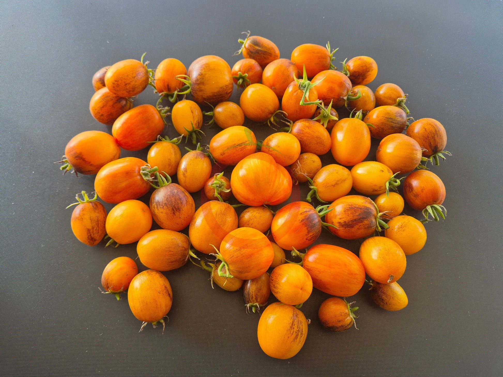 Golden Hour MD DER TOMATENFLÜSTERER