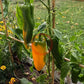 Golden Treasure DER TOMATENFLÜSTERER