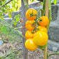 Goldene Königin DER TOMATENFLÜSTERER