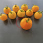 Goldene Königin DER TOMATENFLÜSTERER
