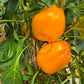 Goldener Fasan DER TOMATENFLÜSTERER