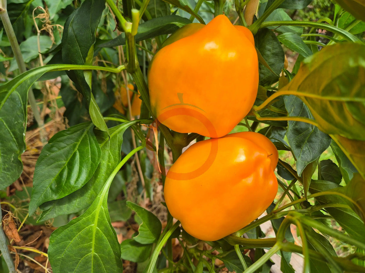 Goldener Fasan DER TOMATENFLÜSTERER