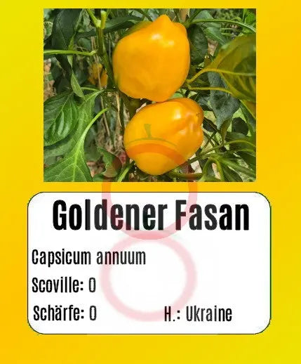 Goldener Fasan DER TOMATENFLÜSTERER