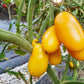Goldhahn DER TOMATENFLÜSTERER