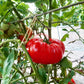 Goose Rock DER TOMATENFLÜSTERER
