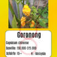 Goronong DER TOMATENFLÜSTERER
