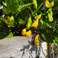 Goronong DER TOMATENFLÜSTERER