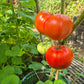 Governor Lazarus DER TOMATENFLÜSTERER