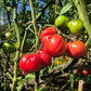 Grandfather Ashlock DER TOMATENFLÜSTERER
