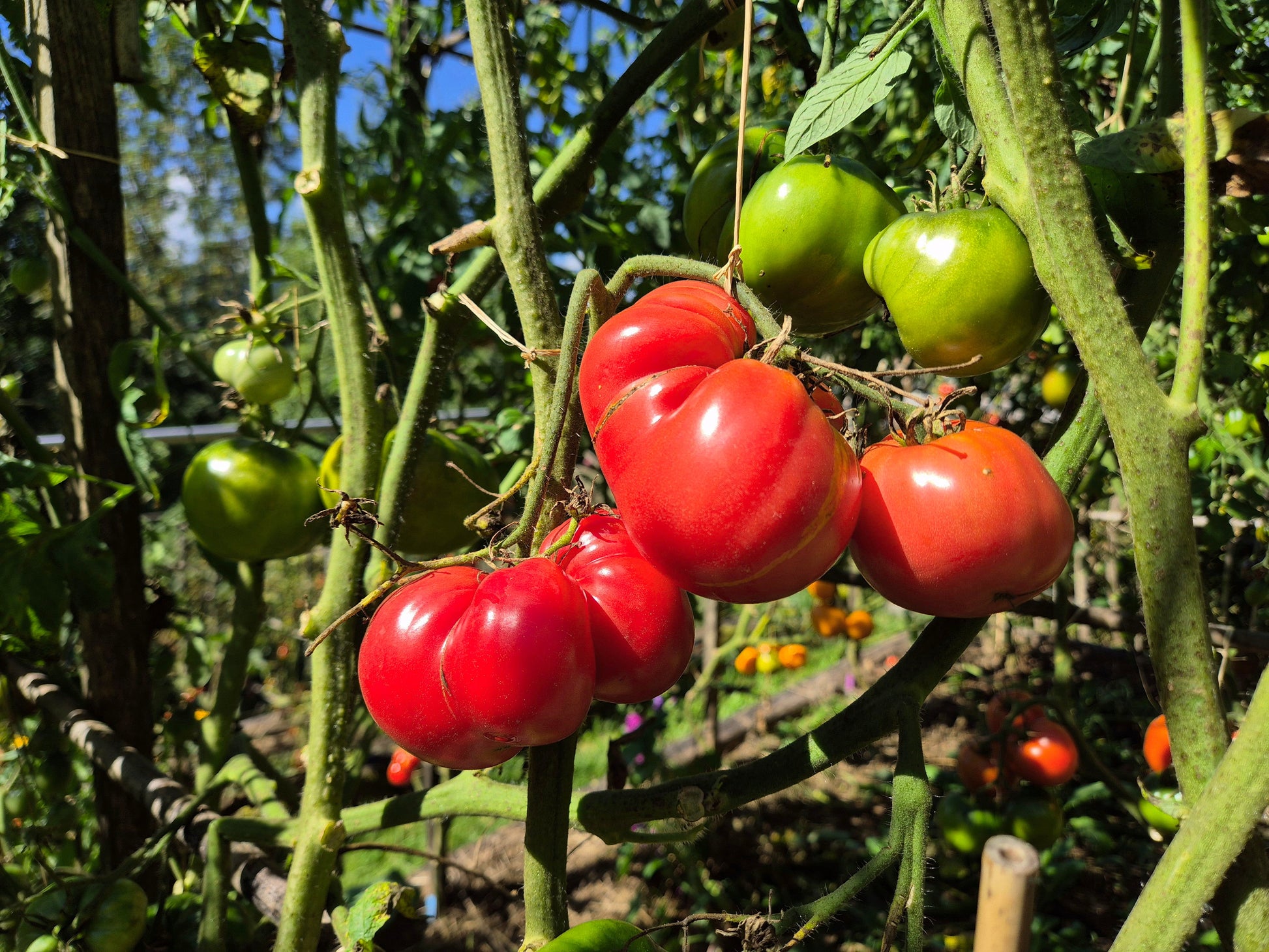 Grandfather Ashlock DER TOMATENFLÜSTERER