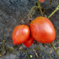 Grandma Aiello DER TOMATENFLÜSTERER