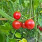 Grappler´s Quest DER TOMATENFLÜSTERER