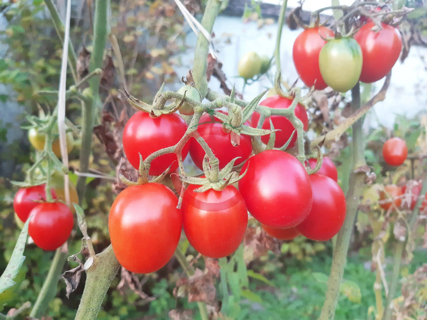 Grappoli Corbarino DER TOMATENFLÜSTERER