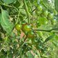 Green Doctors Frosted DER TOMATENFLÜSTERER