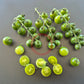 Green Doctors Frosted DER TOMATENFLÜSTERER