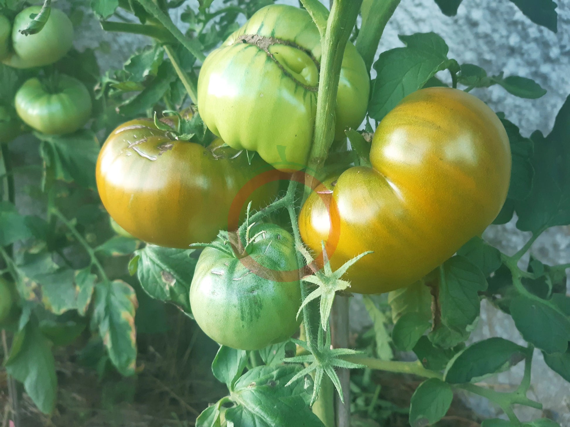 Green Moldovan DER TOMATENFLÜSTERER