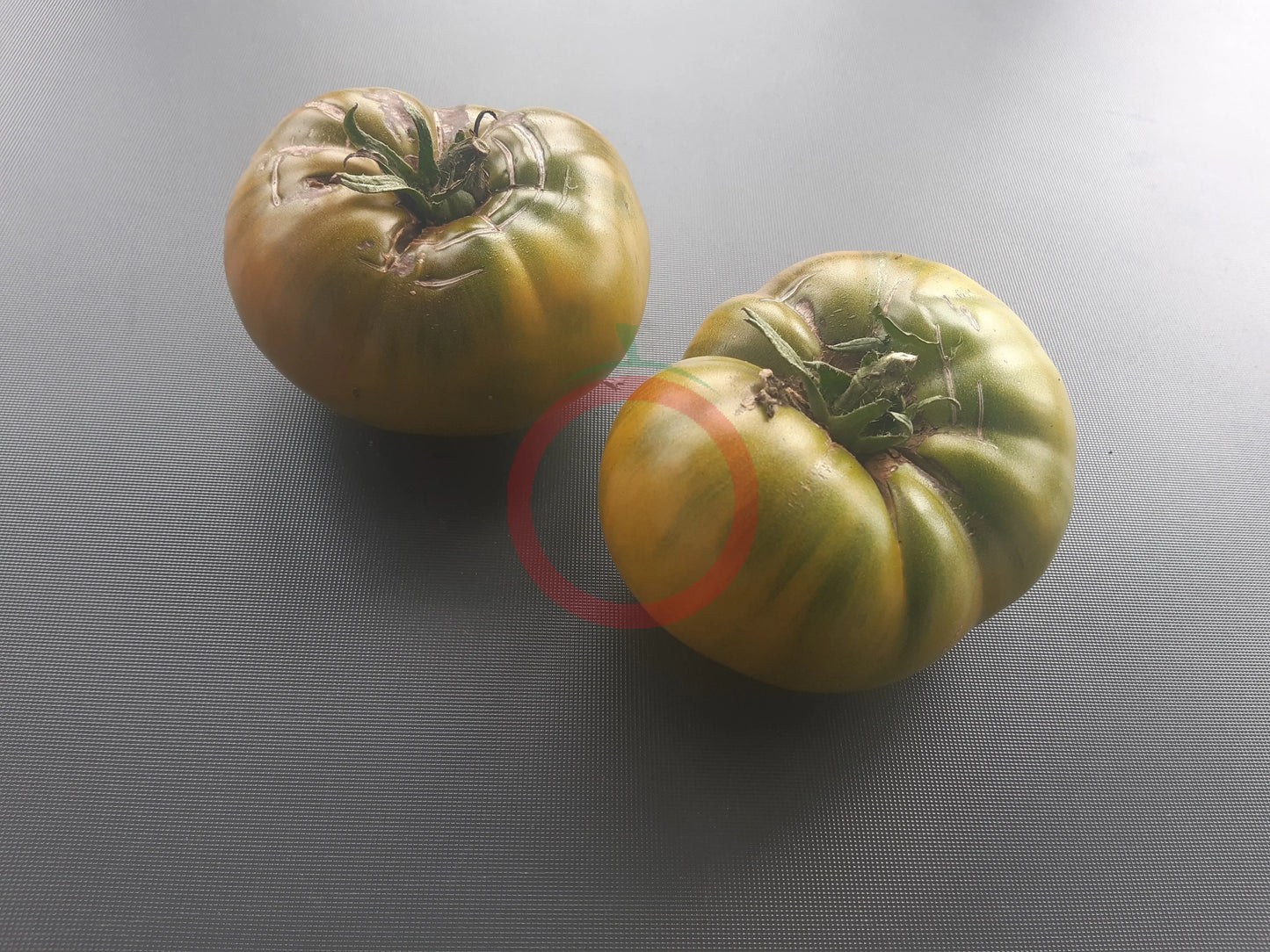 Green Moldovan DER TOMATENFLÜSTERER