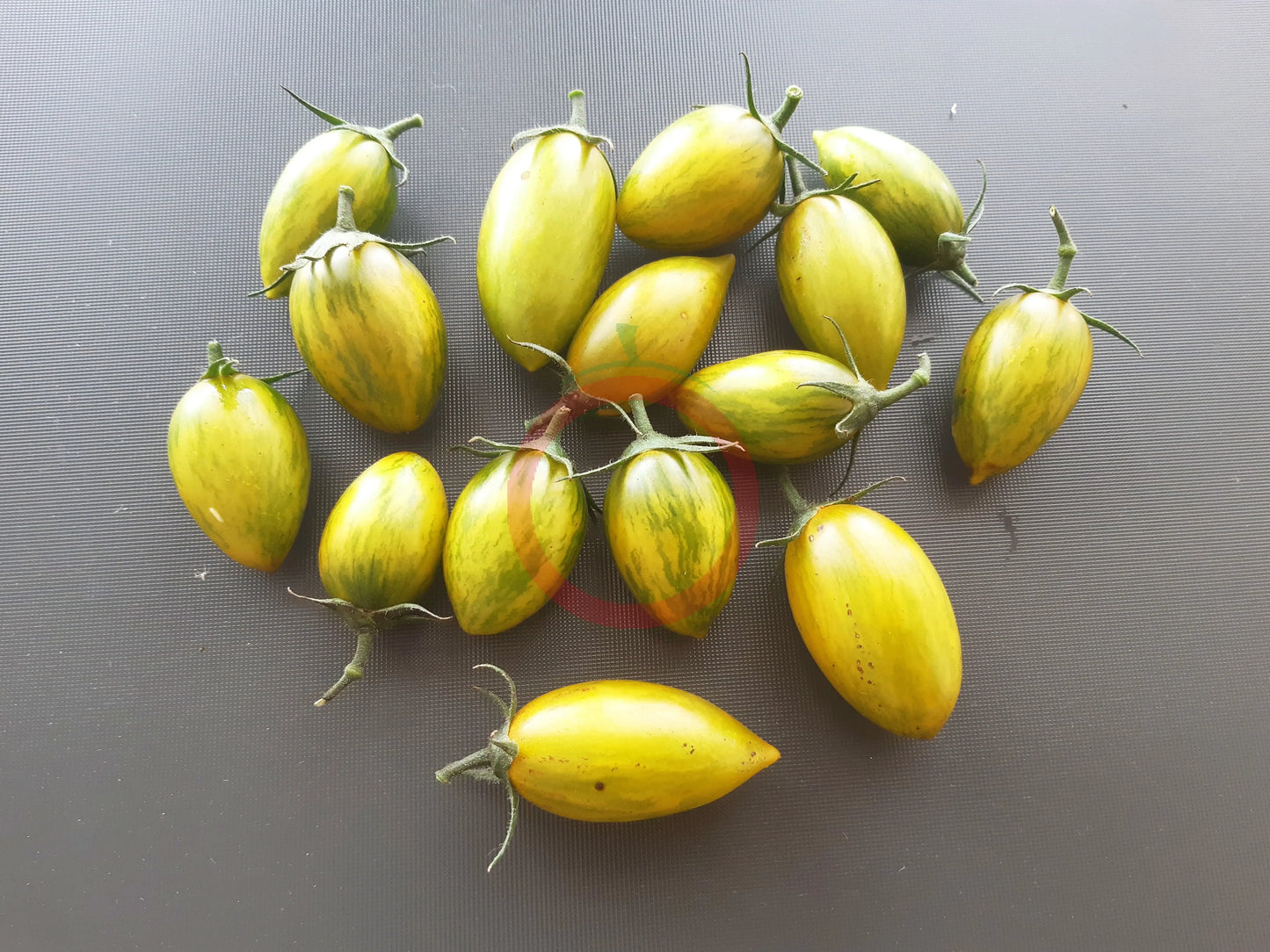 Green Tiger DER TOMATENFLÜSTERER