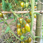 Green Tiger DER TOMATENFLÜSTERER