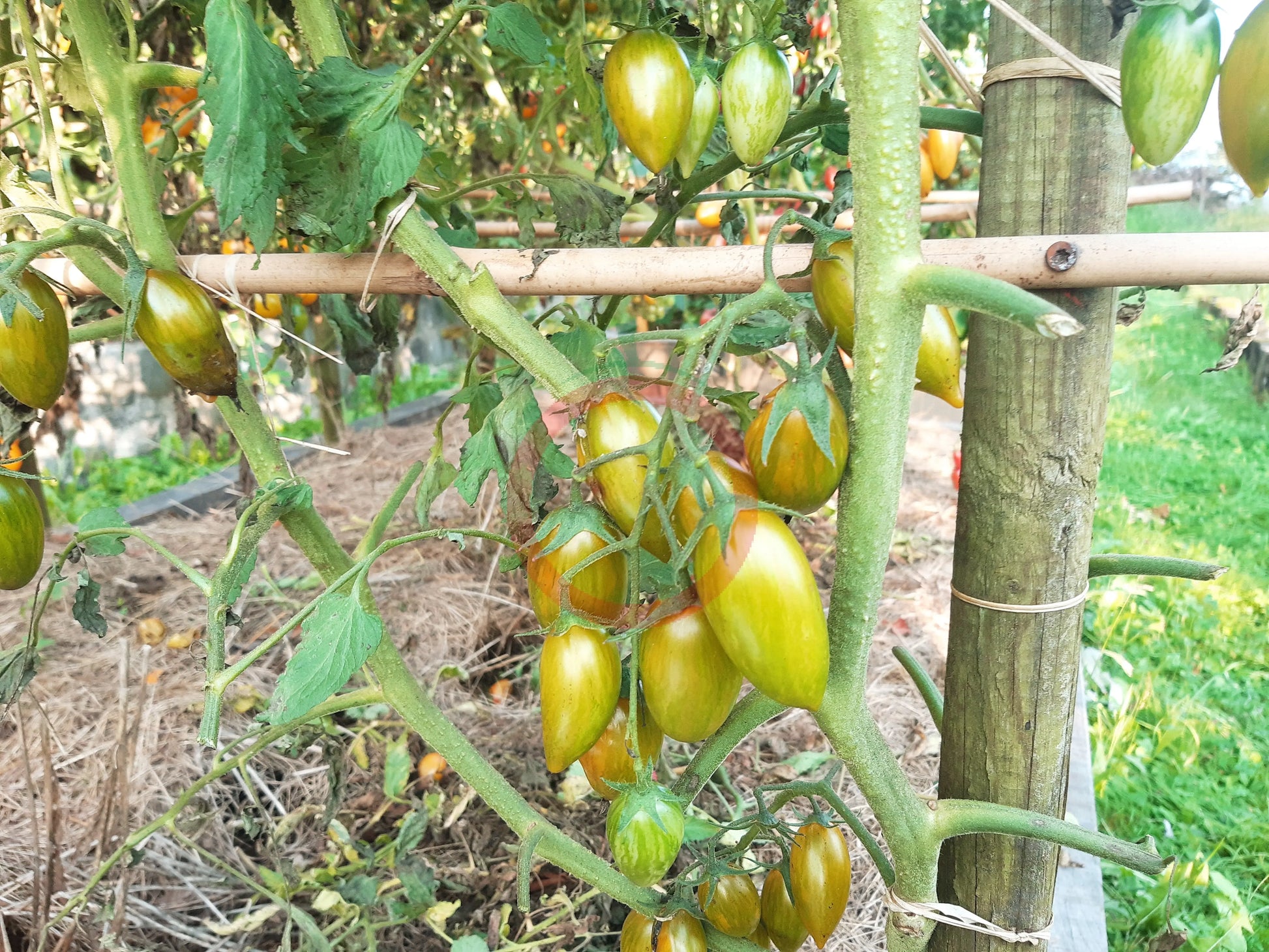 Green Tiger DER TOMATENFLÜSTERER