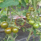Green Zebra Cherry DER TOMATENFLÜSTERER