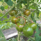 Green Zebra Cherry DER TOMATENFLÜSTERER
