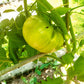 Green Zebra Cherry (Kopie) DER TOMATENFLÜSTERER