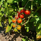 Grenaille Rouge DER TOMATENFLÜSTERER