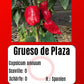 Grueso de Plaza DER TOMATENFLÜSTERER