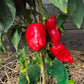 Grueso de Plaza DER TOMATENFLÜSTERER