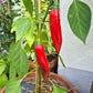 Guajillo DER TOMATENFLÜSTERER
