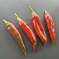 Guajillo DER TOMATENFLÜSTERER
