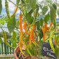 HJ 3 - Solar Flare DER TOMATENFLÜSTERER