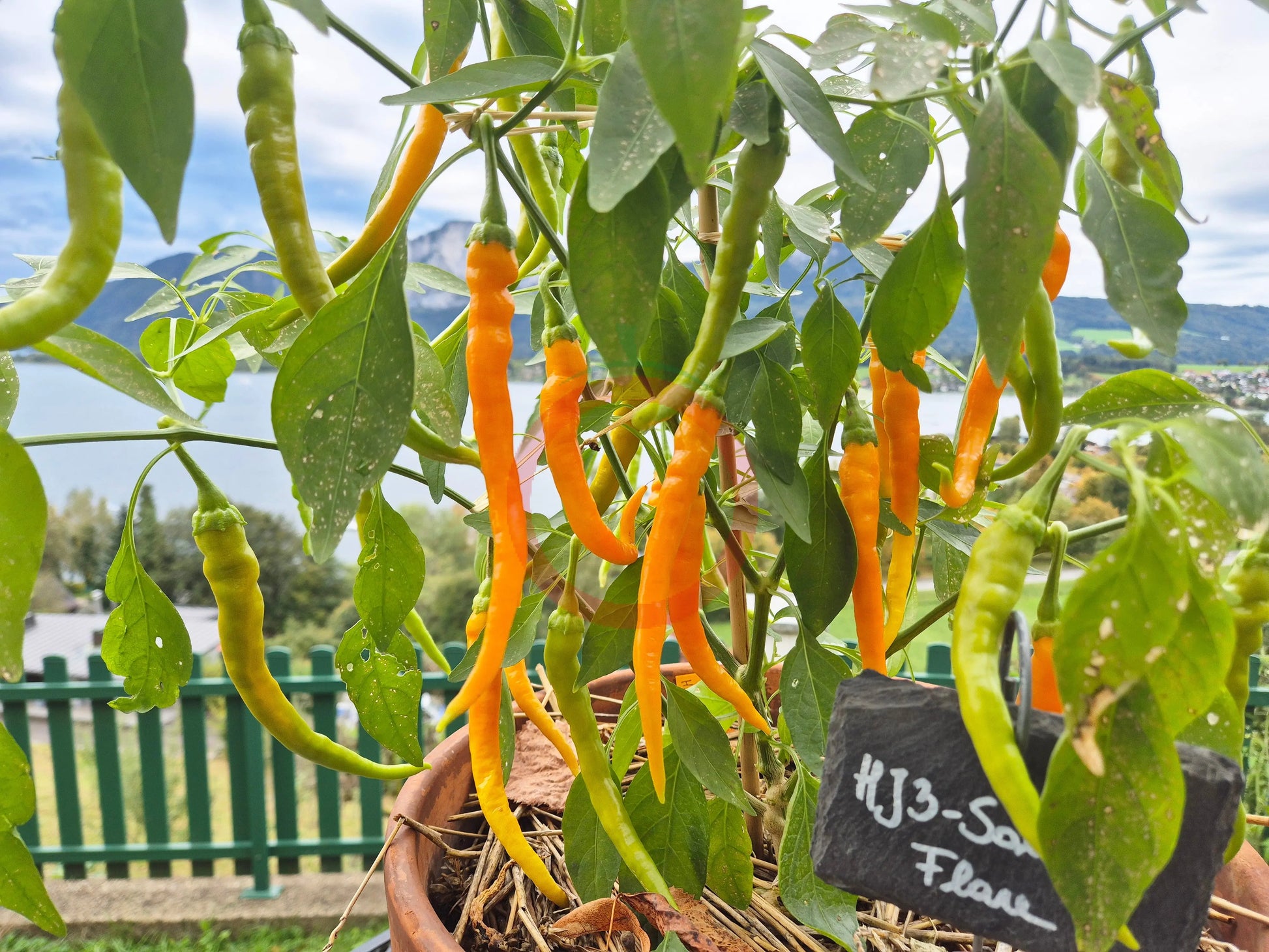 HJ 3 - Solar Flare DER TOMATENFLÜSTERER