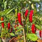 HJ 6 - Pulsar DER TOMATENFLÜSTERER