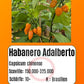 Habanero Adalberto DER TOMATENFLÜSTERER