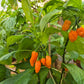 Habanero Adalberto DER TOMATENFLÜSTERER
