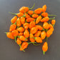 Habanero Adalberto DER TOMATENFLÜSTERER
