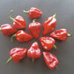 Habanero Antillais Caribbean DER TOMATENFLÜSTERER