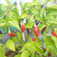 Habanero Condors Beak DER TOMATENFLÜSTERER