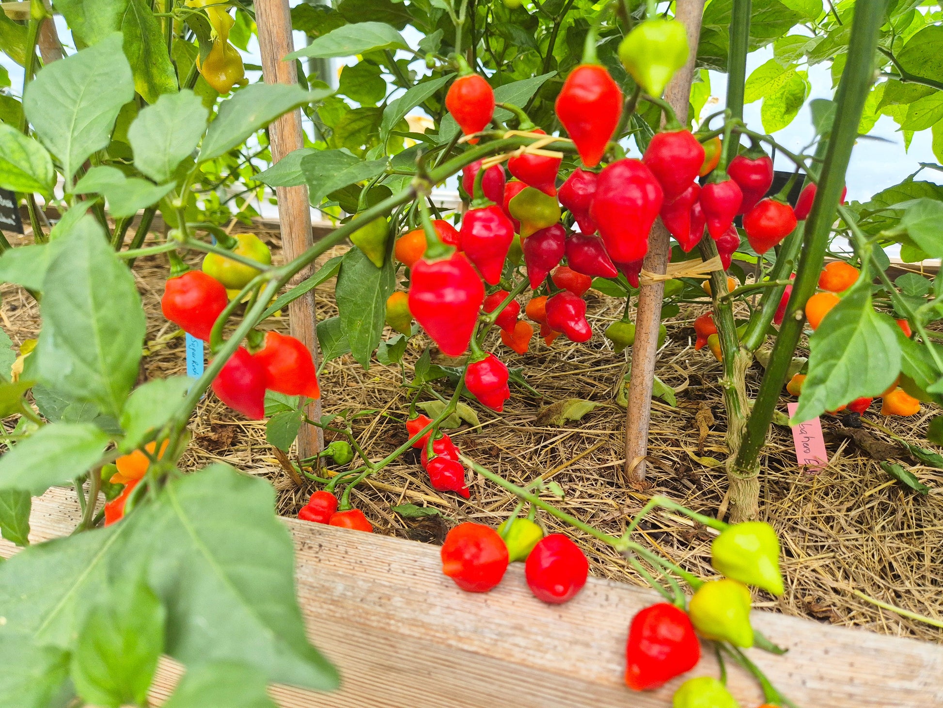 Habanero El Remo F3 DER TOMATENFLÜSTERER