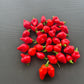 Habanero El Remo F3 DER TOMATENFLÜSTERER