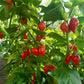 Habanero El Remo Kreuzung F1 DER TOMATENFLÜSTERER