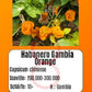 Habanero Gambia Orange DER TOMATENFLÜSTERER