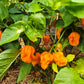 Habanero Gambia Orange DER TOMATENFLÜSTERER