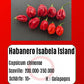 Habanero Isabela Island DER TOMATENFLÜSTERER