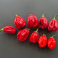 Habanero Isabela Island DER TOMATENFLÜSTERER