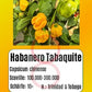 Habanero Tabaquite DER TOMATENFLÜSTERER